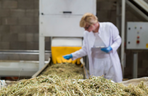 Jeff LaBerge of San Diego Explores the Hemp Drying Process Jeff Laberge San Diego