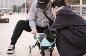 Katherine Marraccini Discusses Caring for a Disabled Dog Katherine Marraccini