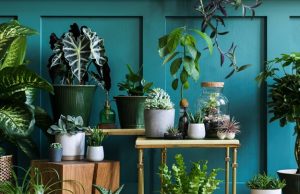 Saralyn Wasserman on Air Quality Improvement with Indoor Plants: Nature’s Solution to Indoor Saralyn Wasserman