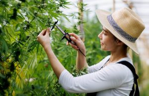 Daniel Fung on Arrest Issues: Cannabis and the Brain – New Insights into Its Impact on Mental Health and Neurology Daniel Fung on Arrest Issues 1