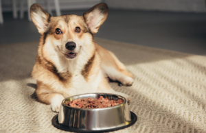 The Pride Dog Food Explains How Nutrition Supports Behavioral Stability in High-Drive Dogs Pride Dog Food