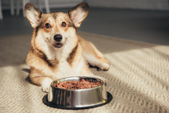 Pride-Dog-Food Pride Dog Food