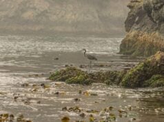 John Wnek on Living Shorelines: Why Wildlife-Friendly Coastal Design Is the Future of Estuary Protection John Wnek on Living Shorelines