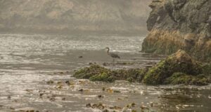John Wnek on Living Shorelines: Why Wildlife-Friendly Coastal Design Is the Future of Estuary Protection John Wnek on Living Shorelines