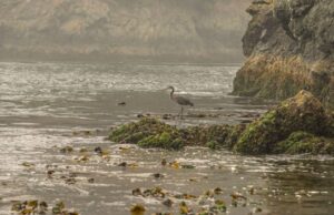 John Wnek on Living Shorelines: Why Wildlife-Friendly Coastal Design Is the Future of Estuary Protection John Wnek on Living Shorelines