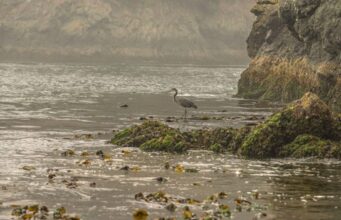 John Wnek on Living Shorelines: Why Wildlife-Friendly Coastal Design Is the Future of Estuary Protection John Wnek on Living Shorelines